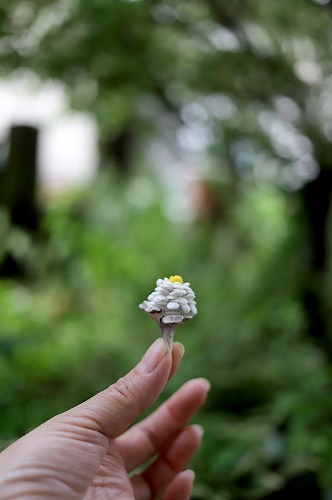 小さな花