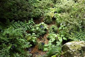 牧野植物園の植物たち